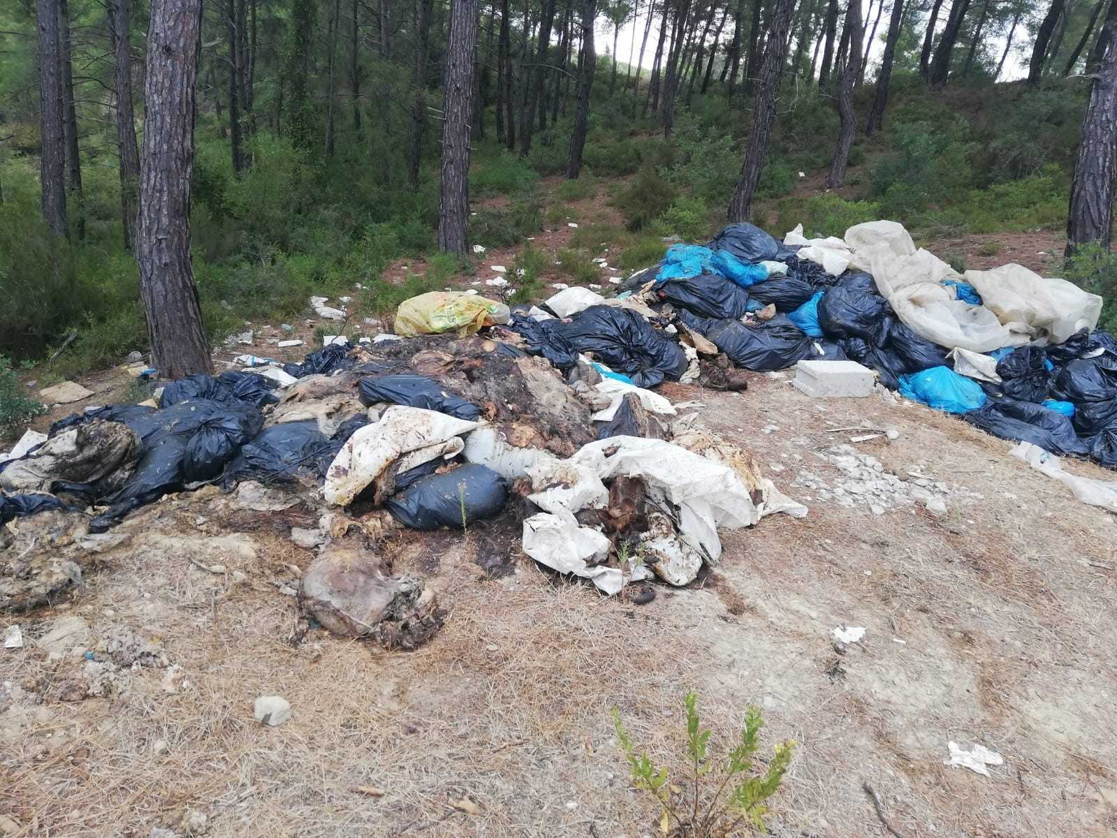 Domuzları halka mı yedireceklerdi! Mezbaha çalışanından olay itiraf