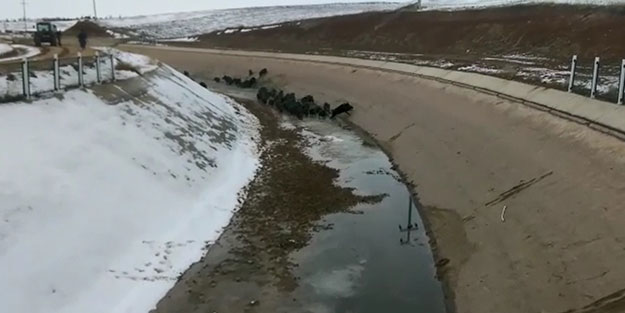 Domuzları su kanalına sıkıştırıp öldürdüler