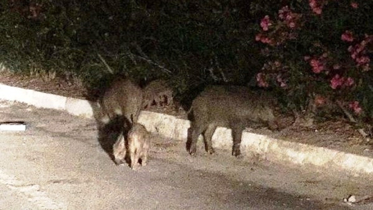 Domuzun saldırdığı çiftçiden kötü haber