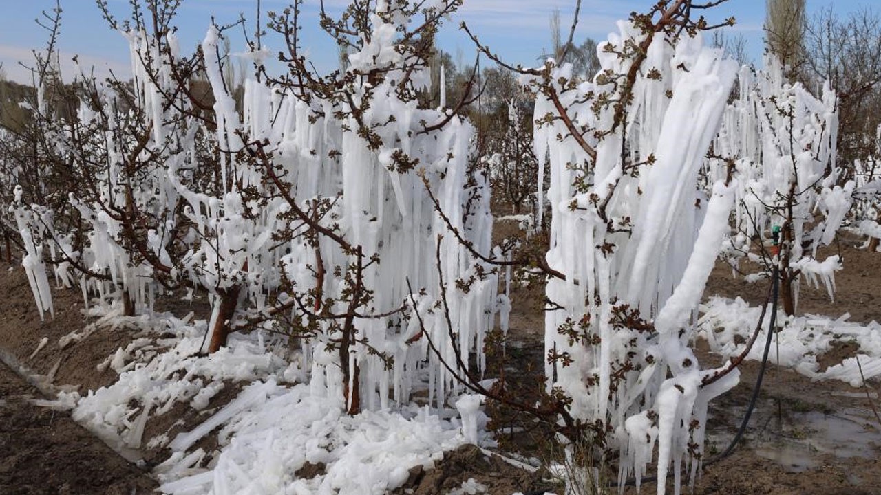 Don felaketi meyve bahçelerini vurdu!