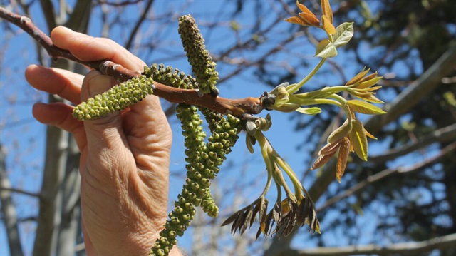 Don olayı cevizi etkiledi
