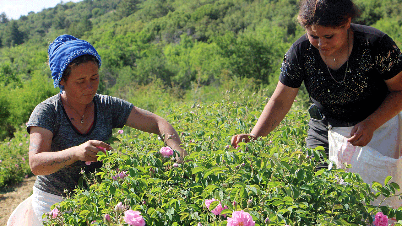 Don vurdu, gül soldu! Isparta’da rekolte alarmı