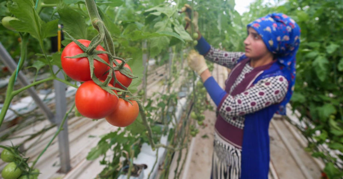 Donacağız! Çiftçi ve seracılara uyarı