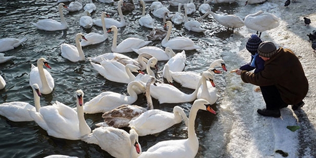 Donan göle saplanan kuğular ekipler tarafından kurtarıldı
