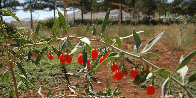 'Dondurmanın başkenti'nde 'mutluluk meyvesi' sevinci