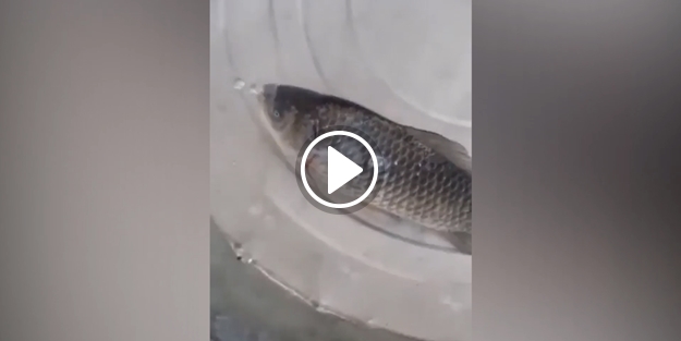 Dondurulmuş balık tekrar canlanır mı?