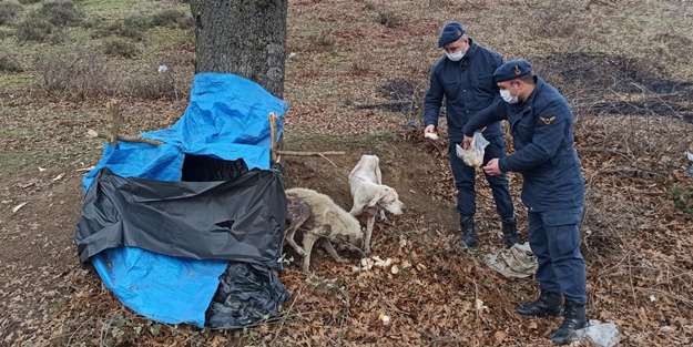 Donmak üzere olan köpeklere jandarma yetişti