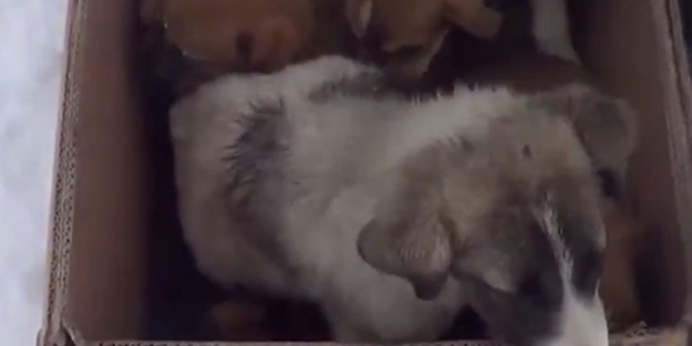 Donmak üzereyken bulunan köpek ve 6 yavrusu kurtarıldı