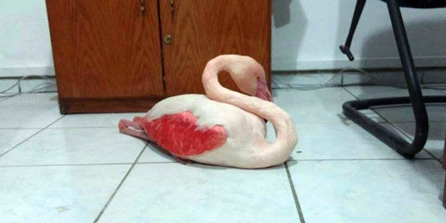 Donmak üzereyken bulundu