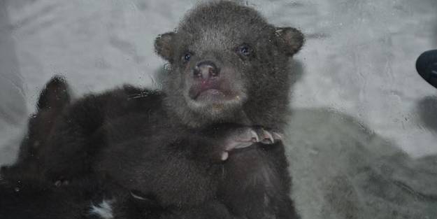 Donmak üzereyken kurtarılan yavru ayılardan biri telef oldu