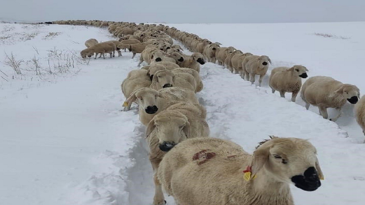 Donmaktan son anda kurtuldular