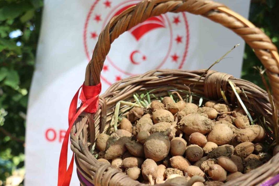 Dönümünden 1 ton ürün alınıyor, kilosu 2 bin TL! Hasat başladı, paraya para demiyorlar