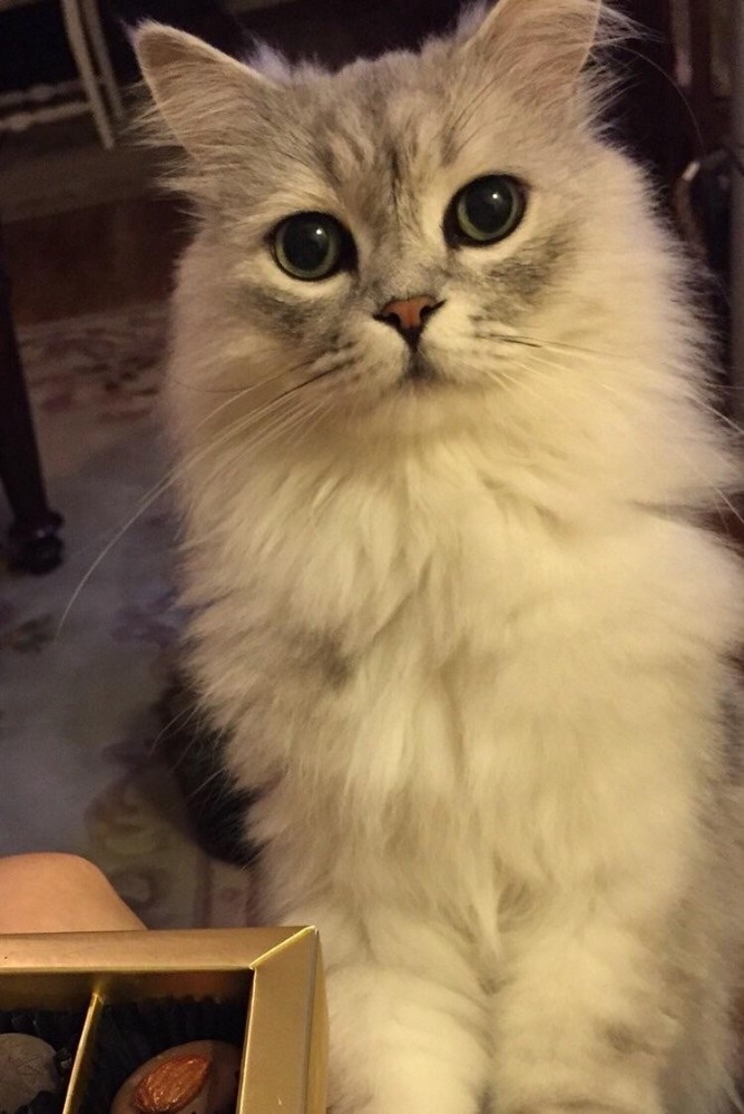 Dördüncü kattan düşerek kaybolan kedisini arıyor 