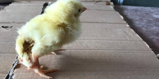 Dört ayaklı civciv görenleri hayrete düşürüyor!