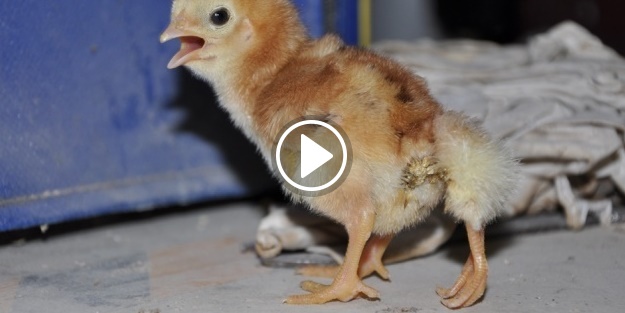 Dört ayaklı civciv görenleri şaşırtıyor