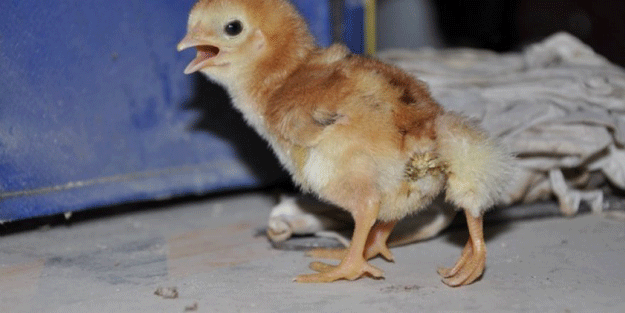 Dört ayaklı civciv görenleri şaşırttı