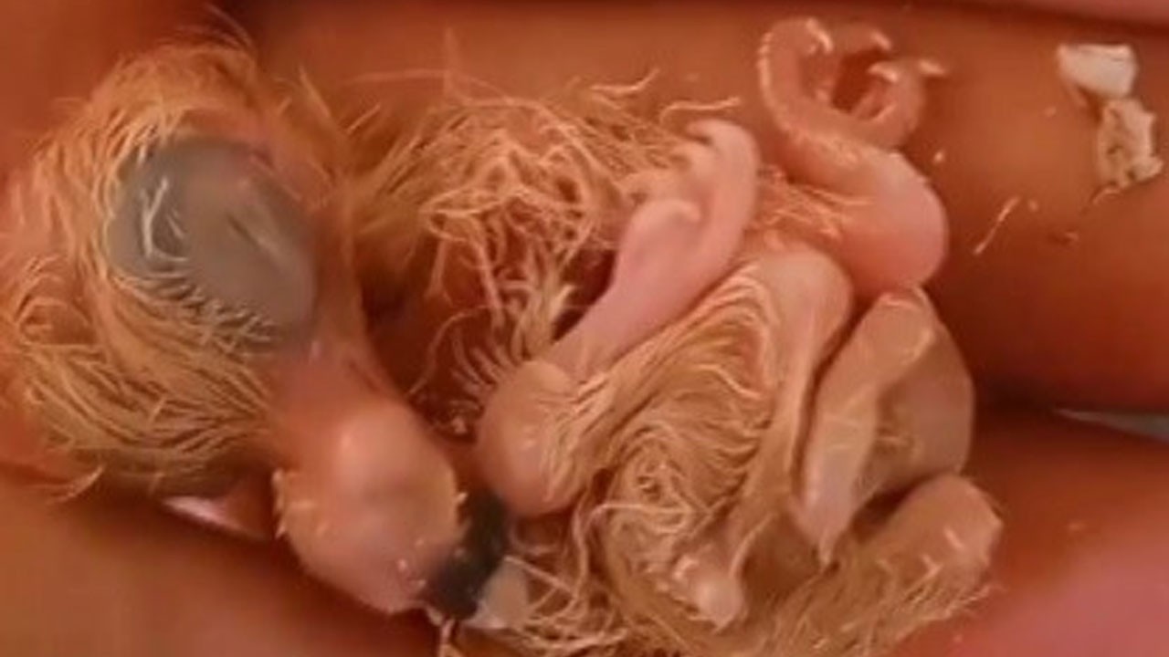 Dört ayaklı güvercin hayata 2 gün tutundu