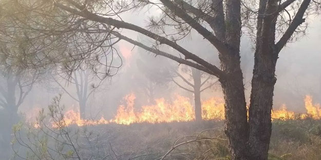 Dört ilde orman yangını çıktı