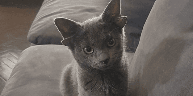 Dört kulaklı kedi Türkiye'nin ilgi odağı oldu