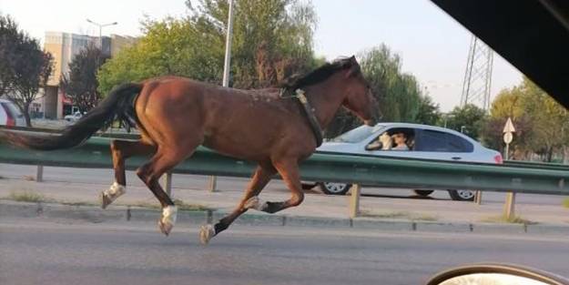 Dört nala koşan at trafiği birbirine kattı!