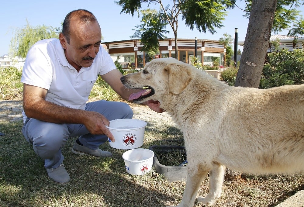 Döşemealtı’nın her bir köşesine mama ve su kabı bırakıldı 