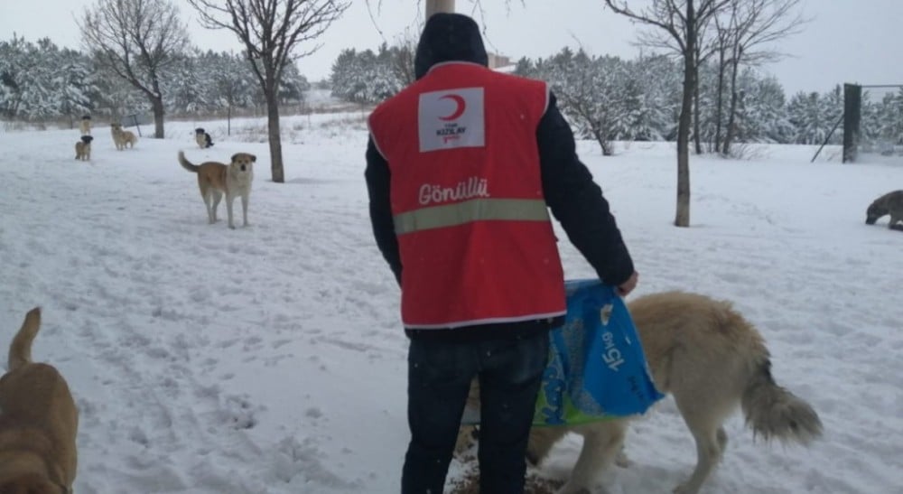DPÜ Kızılay Topluluğu hayvanlara yem bıraktı 