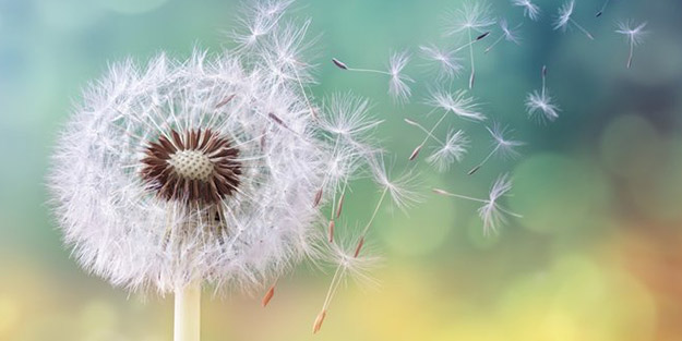 Dr. Kasapoğlu'ndan polen alerjisi olanlara uyarı!