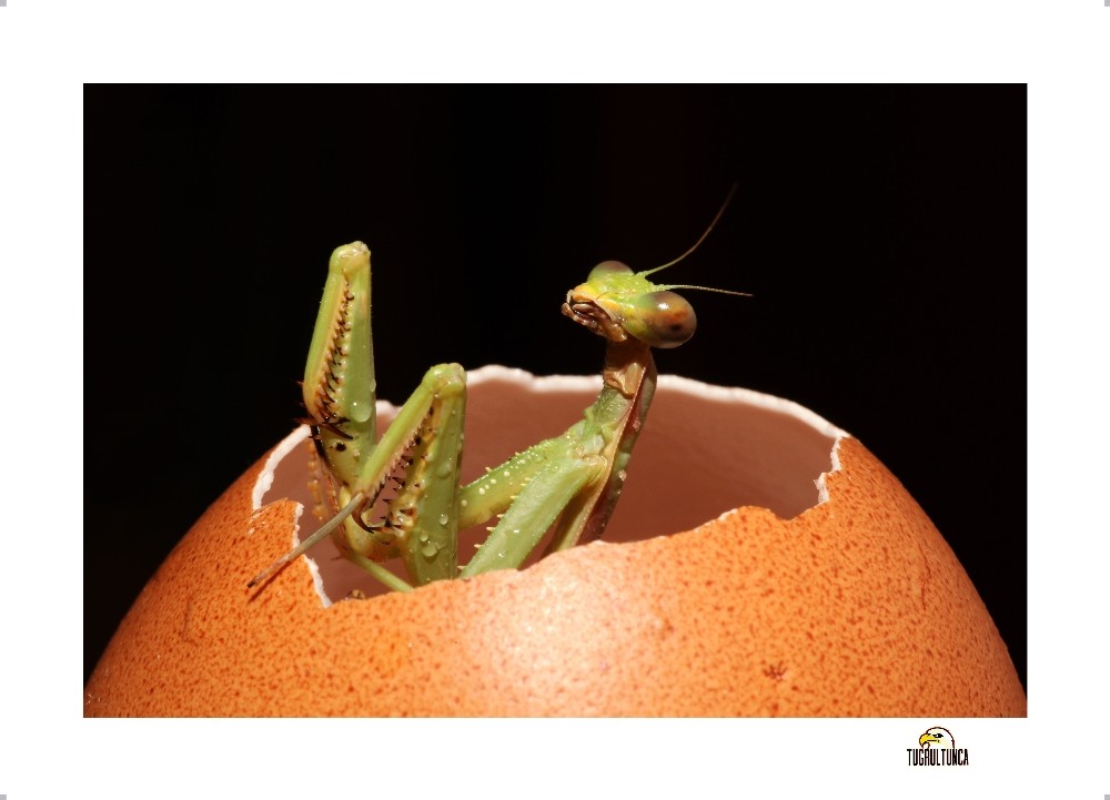 Dr. Tuğrul Tunca’dan Minik Dostlar Makro Fotoğraf Sergisi 
