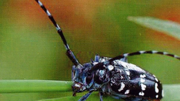 'Drakula' Trabzon'da ortaya çıktı