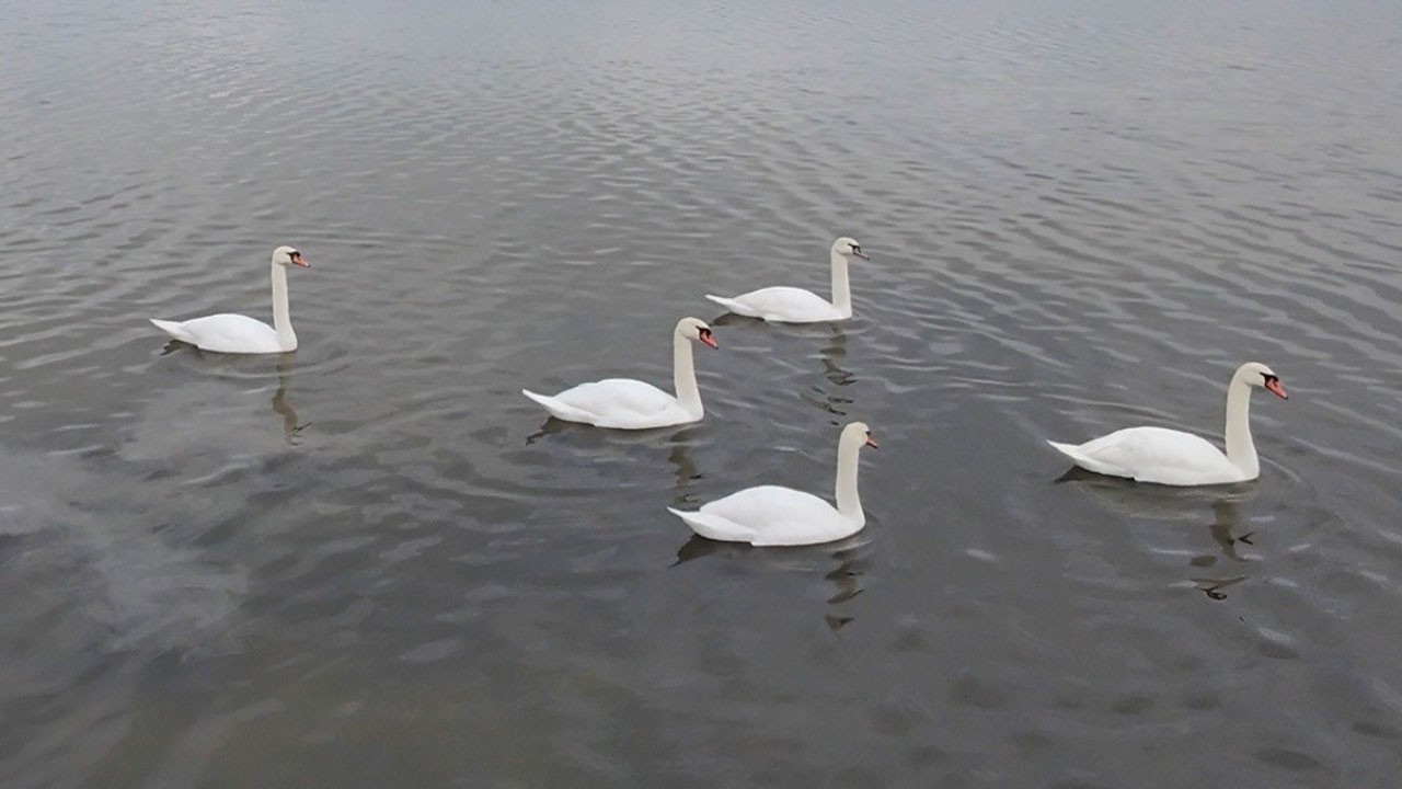 Dron ile görüntülendi! Çardak Lagünü’nde kuğuların zarif dansı