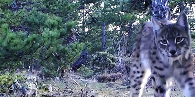 Drone ile yaban hayvanları takibi