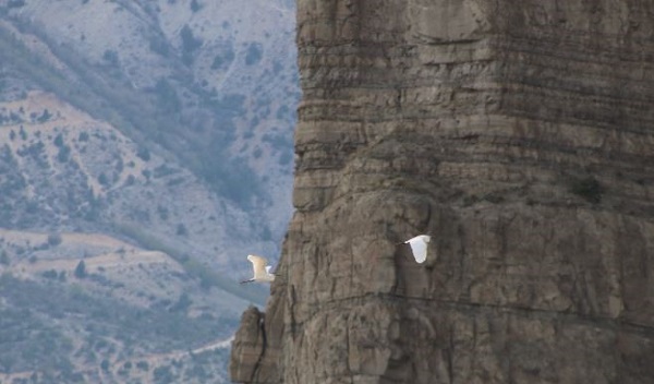 Dronla kaydedildi! Koruma altındaki tür böyle görüntülendi