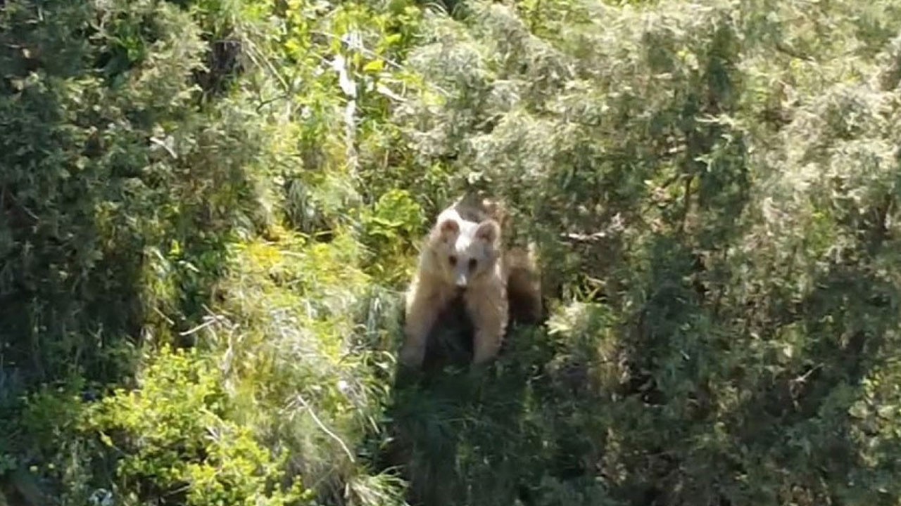 Dronla tesadüfen kaydetti! Oltu’da doğanın gizli devi