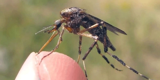 DSÖ uyarmıştı! Yeni felaket… Tüm kıtayı etkisi altına alacak