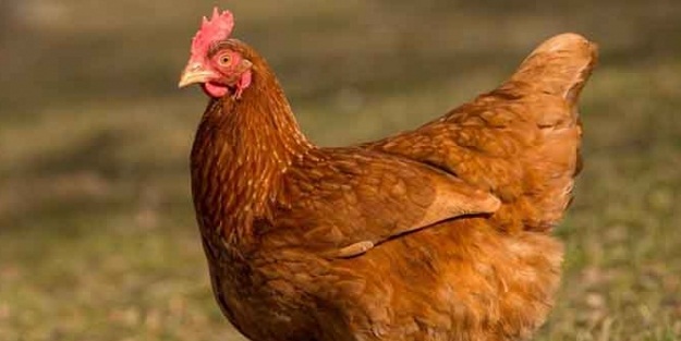 DSÖ'den açıklama: Sığırları ve kümes hayvanlarını enfekte etmeye çalıştılar, ancak...