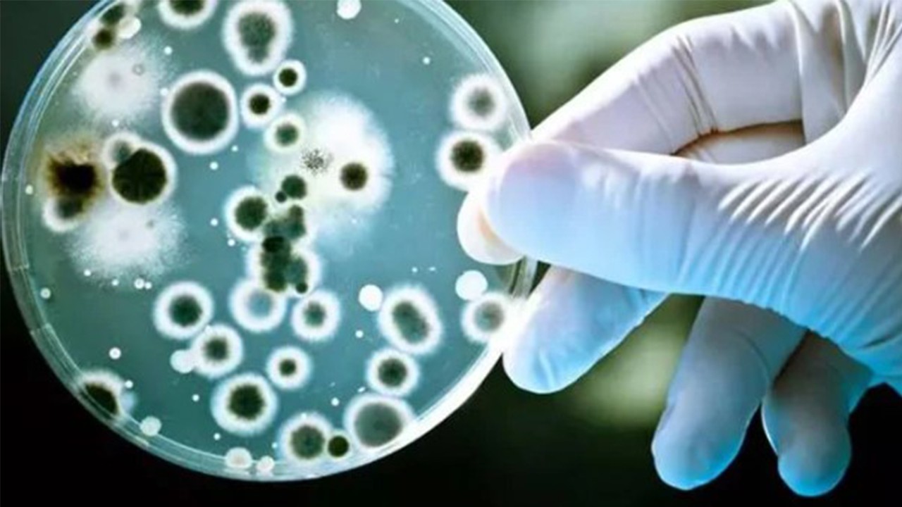 DSÖ’den korkutan uyarı! 40 milyon kişi hayatını kaybedebilir