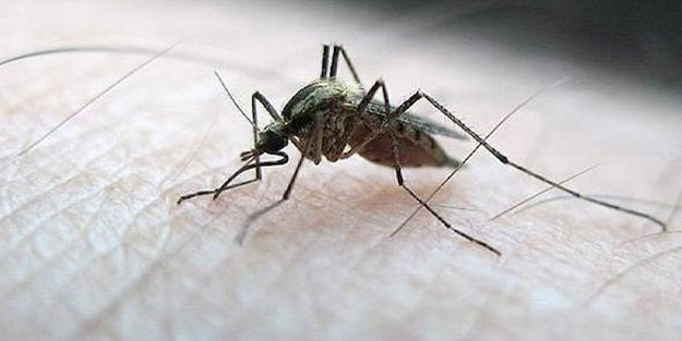 DSÖ'den sevindiren sıtma haberi