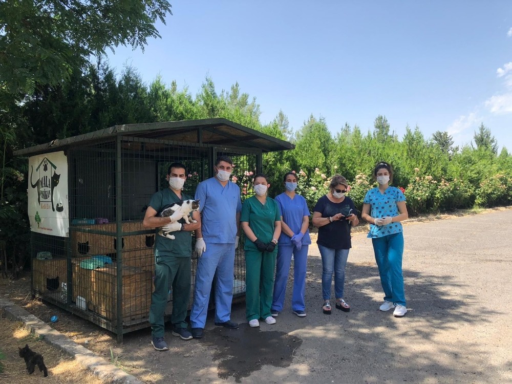 DÜ kampüsünde yaşayan hayvanlara aşı yapıldı 