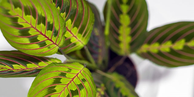 Dua çiçeği nedir?