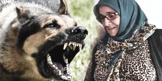Dudu teyzenin başıboş köpeklerce katledilmesi bardağı taşırdı