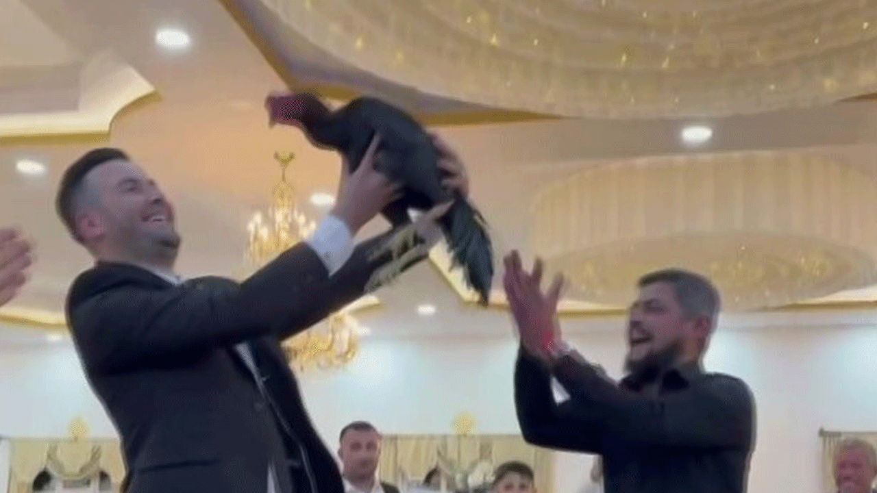 Düğünde takı yerine 250 bin liralık horoz şoku!