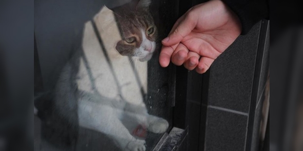 Dükkanda kilitli kalan kedi şehri ayağa kaldırdı