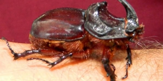 Dükkanında besliyor