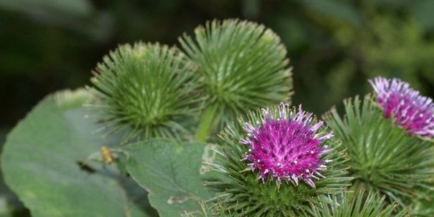 Dulavrat ne işe ne işe yarıyor? öyle bir şey ki ilk kez duymaya var mısınız?