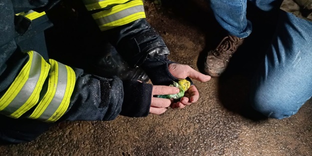 Dumandan zehirlendi! İtfaiyeden kuşa kalp masajı