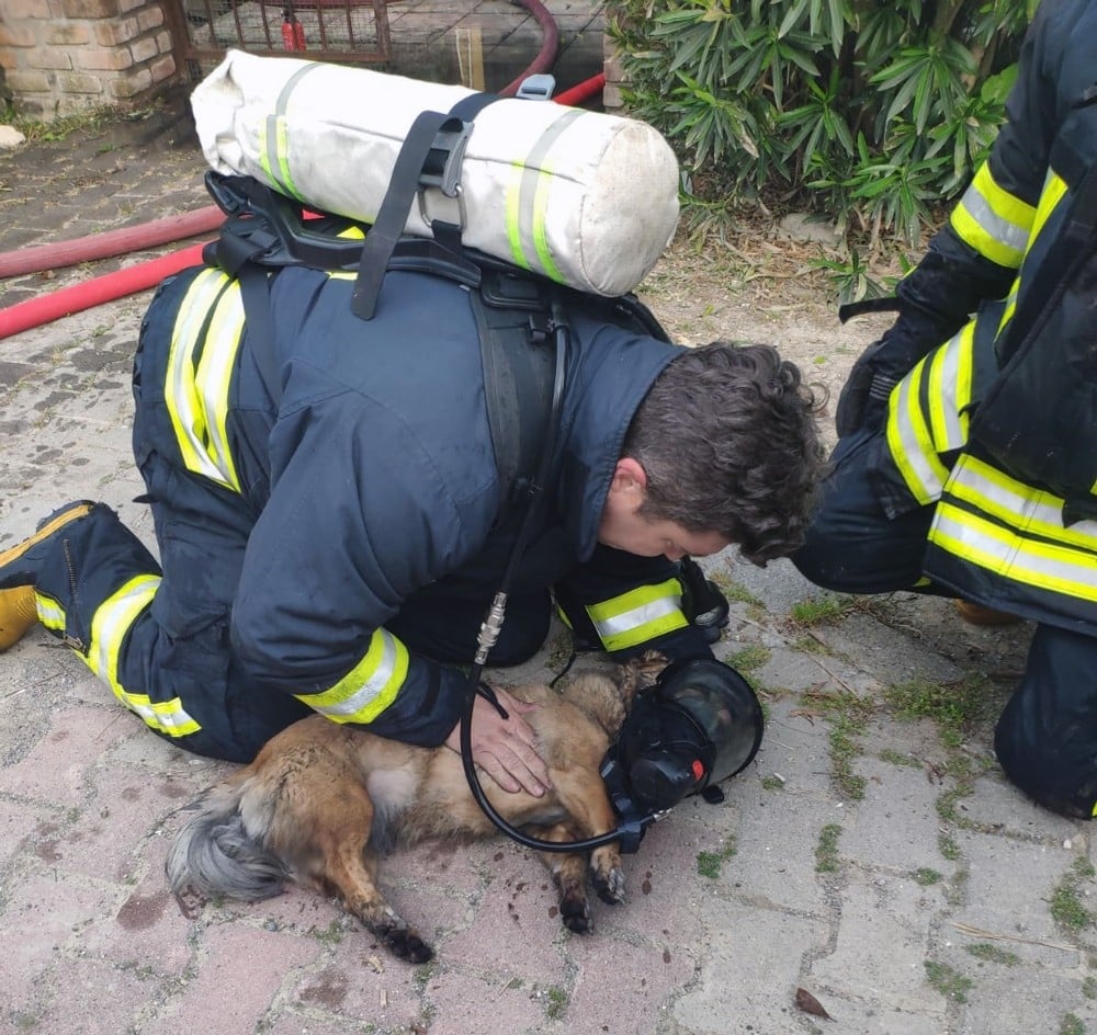 Dumandan zehirlenen iki köpek kalp masajı ile yaşama döndürüldü 