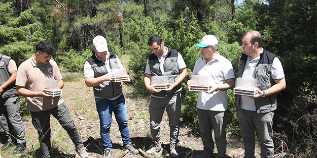 Dumansız yangına karşı biyolojik mücadele başladı