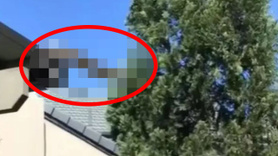 Dünya, ağaçların arasında beliren dev yaratıkla sarsıldı! Onu ilk gören çift, küçük dillerini yuttu! Bölgeye acilen ekipler sevk edildi