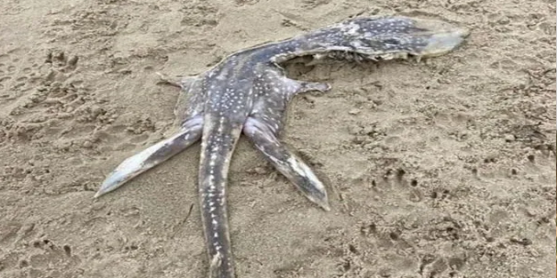 Dünya alarmda! Bu esrarengiz canlının ne olduğu bilinmiyor