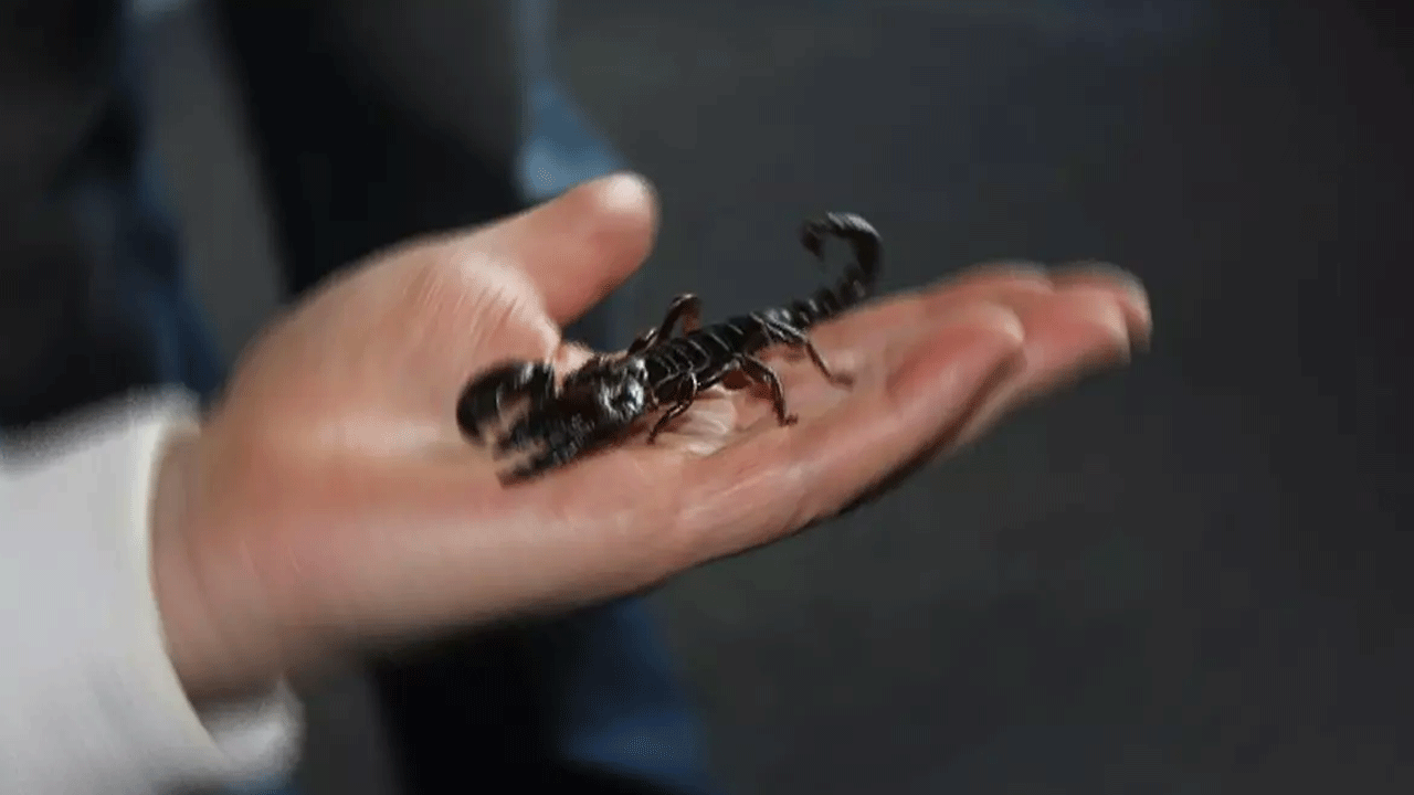 Dünya bu akrebi konuşuyor! Konya'da bulundu